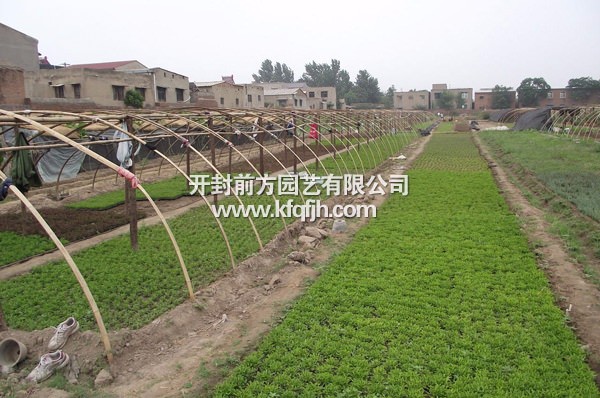 開封前方園藝——五色草基地實景廠家直銷